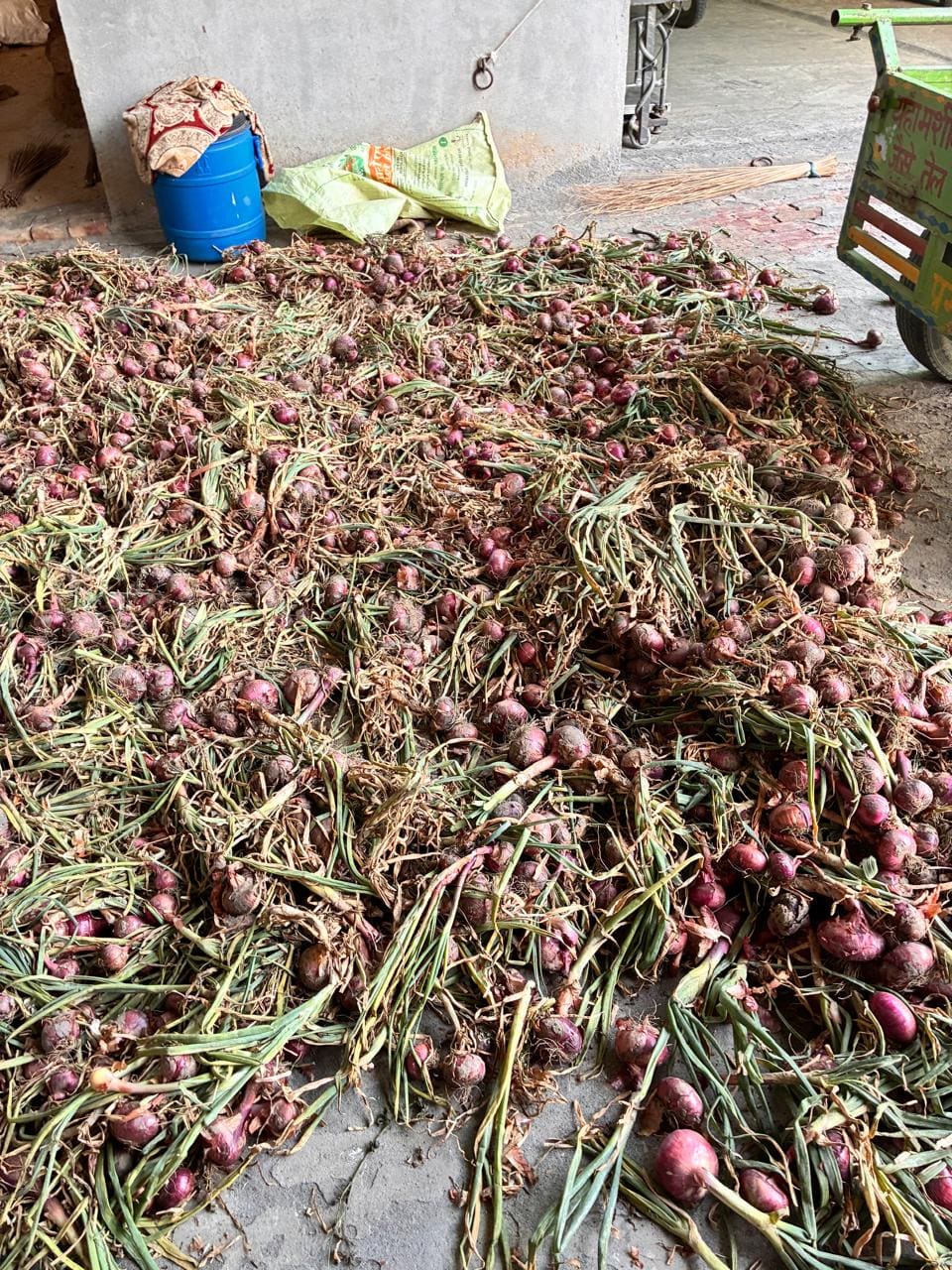 Organic Onions