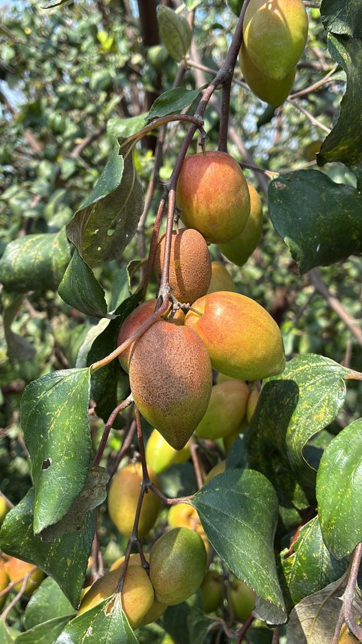 Kashmiri Apple Ber